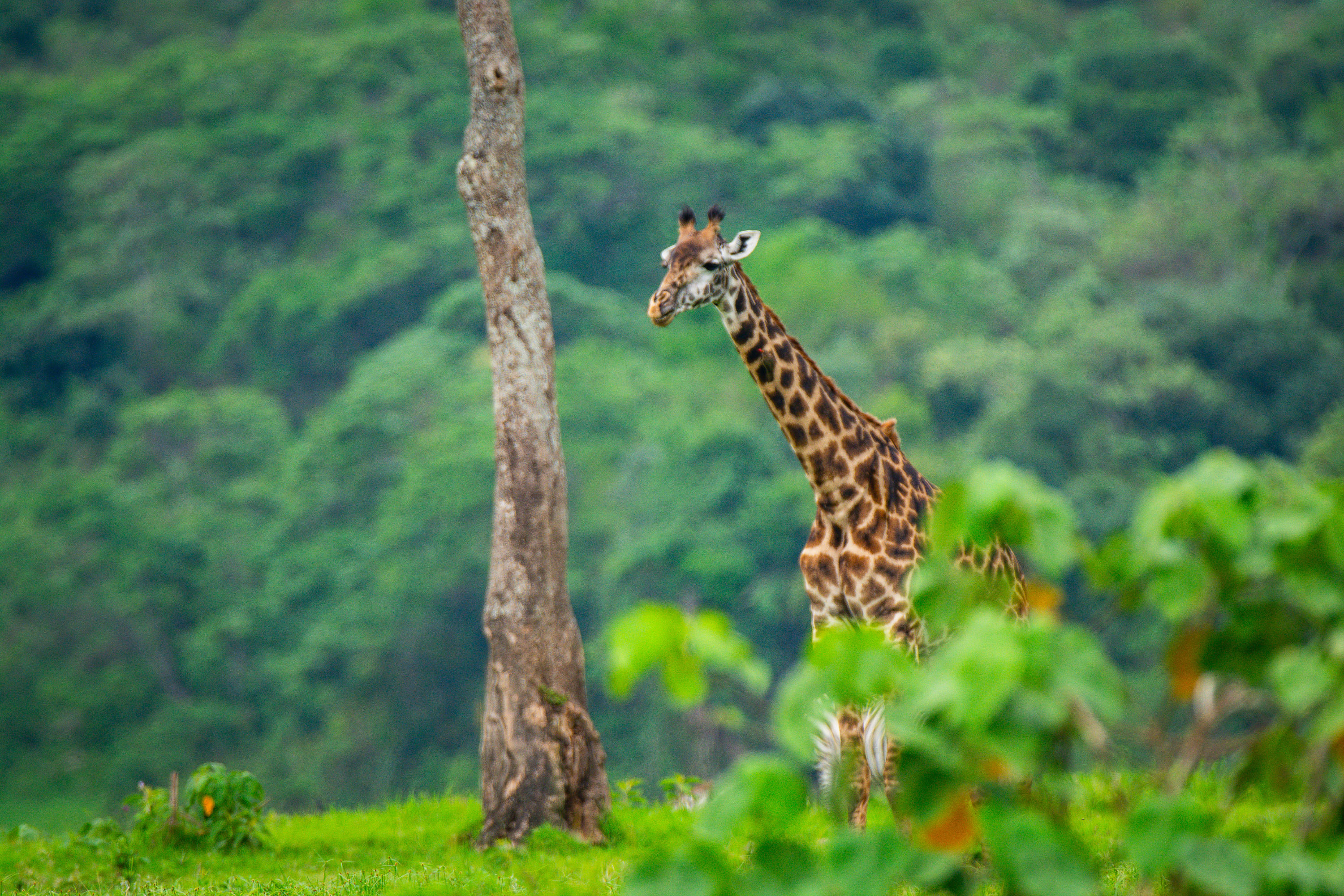 Hidden Safari Gems