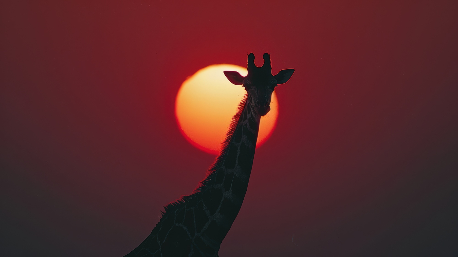El Classical Safari Experience